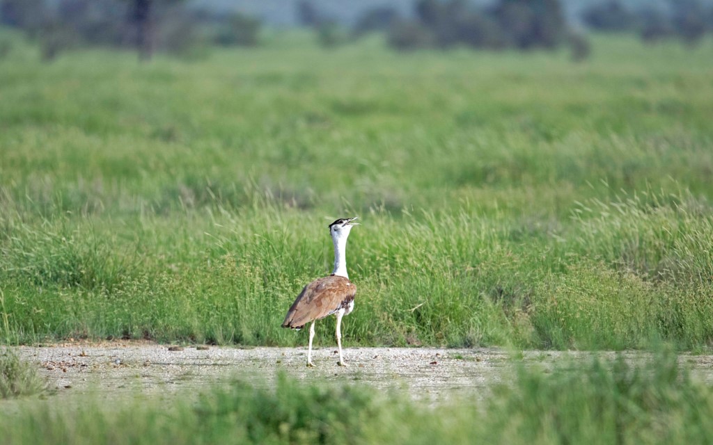 Upland Ground Birds